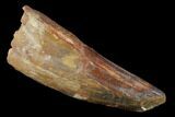 Bargain, Real Spinosaurus Tooth - Huge Tooth #141798-1